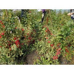 鈣果 農(nóng)大6號樹苗果樹苗木【郵政發(fā)貨、10棵起發(fā)貨】