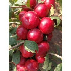 鈣果 農(nóng)大6號樹苗果樹苗木【郵政發(fā)貨、10棵起發(fā)貨】
