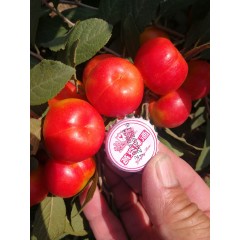 鈣果 農(nóng)大6號樹苗果樹苗木【郵政發(fā)貨、10棵起發(fā)貨】