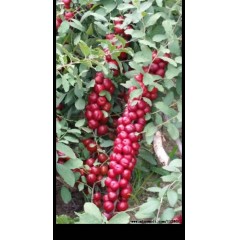 鈣果 農(nóng)大6號樹苗果樹苗木【郵政發(fā)貨、10棵起發(fā)貨】