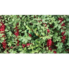 農(nóng)大鈣果4號果樹苗木【郵政發(fā)貨、10棵起發(fā)貨】