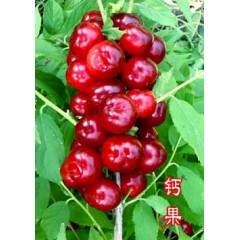 農(nóng)大鈣果4號果樹苗木【郵政發(fā)貨、10棵起發(fā)貨】