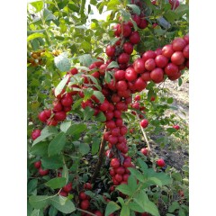 農(nóng)大鈣果4號果樹苗木【郵政發(fā)貨、10棵起發(fā)貨】