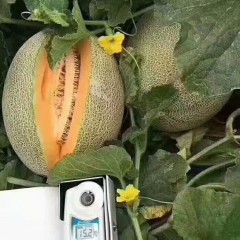 一只長(zhǎng)在吐魯番的哈密瓜，西州蜜25號(hào)又叫“酥蜜25號(hào)”濃郁香甜，甜度驚人?。?！