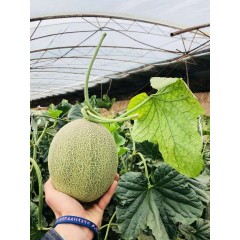 一只長(zhǎng)在吐魯番的哈密瓜，西州蜜25號(hào)又叫“酥蜜25號(hào)”濃郁香甜，甜度驚人?。?！