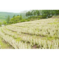 農(nóng)大鈣果苗木農(nóng)大4號(hào)、農(nóng)大6號(hào)、’‘農(nóng)大7號(hào)’樹苗【郵政發(fā)貨、10棵起發(fā)貨】