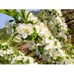 農(nóng)大鈣果苗木農(nóng)大4號(hào)、農(nóng)大6號(hào)、’‘農(nóng)大7號(hào)’樹苗【郵政發(fā)貨、10棵起發(fā)貨】