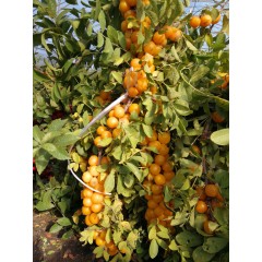 農(nóng)大鈣果苗木農(nóng)大4號(hào)、農(nóng)大6號(hào)、’‘農(nóng)大7號(hào)’樹苗【郵政發(fā)貨、10棵起發(fā)貨】