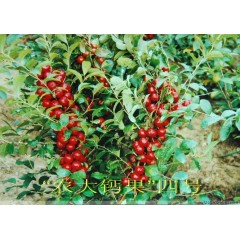 農(nóng)大鈣果苗木農(nóng)大4號(hào)、農(nóng)大6號(hào)、’‘農(nóng)大7號(hào)’樹苗【郵政發(fā)貨、10棵起發(fā)貨】