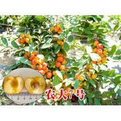 農(nóng)大鈣果苗木農(nóng)大4號(hào)、農(nóng)大6號(hào)、’‘農(nóng)大7號(hào)’樹苗【郵政發(fā)貨、10棵起發(fā)貨】