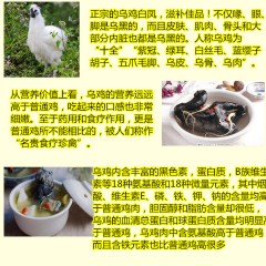 正宗農家散養(yǎng)烏雞土雞走地雞笨公雞整只現殺保證新鮮雞肉