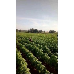蘇子訂單農(nóng)業(yè) 訂單種植 蘇子葉、蘇子籽 回收收購