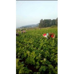 蘇子訂單農(nóng)業(yè) 訂單種植 蘇子葉、蘇子籽 回收收購